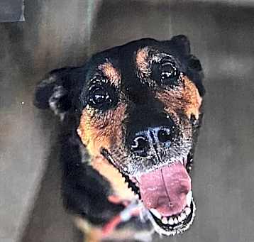 Photo of Josie