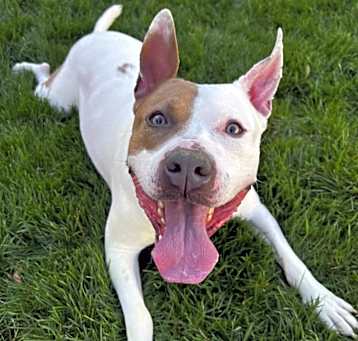 Photo of Udon - Adoption Pending!