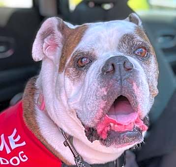 Photo of Mattie - Adopt Me!