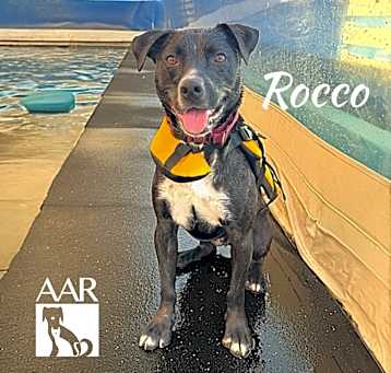 Photo of Rocco
