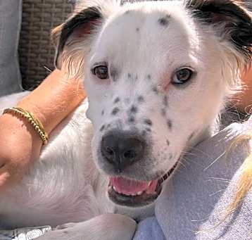 Photo of Frost - Adopt Me!