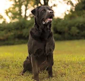 Photo of Draco