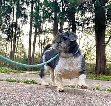 Photo of Gideon (GA)