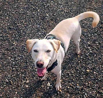 Photo of George (TX)