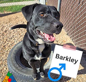 Photo of Barkley