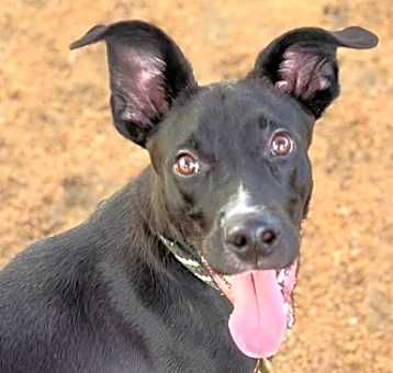Photo of Zorro