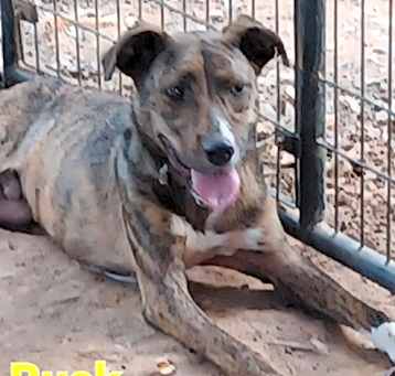 Photo of BUCK   98511300830673