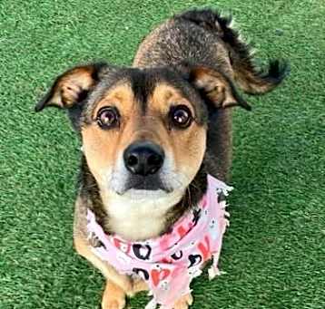 Photo of Moon  -  Emotional Support Dog -  So Ca