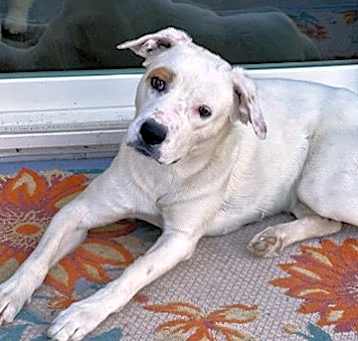 Photo of LEXI