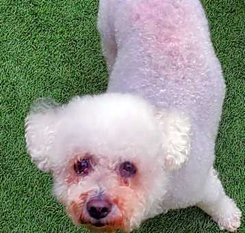 Photo of phoebe Bichon