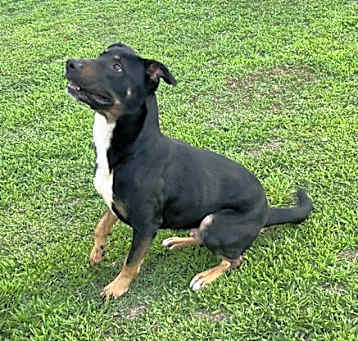 Photo of DIESEL (COURTESY POST)