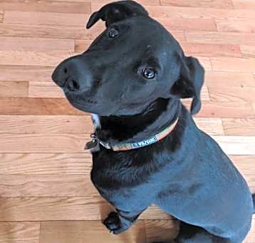 Photo of Otto
