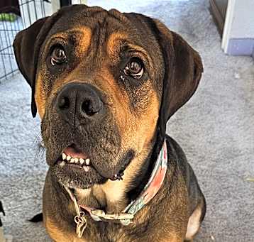Photo of Rosie