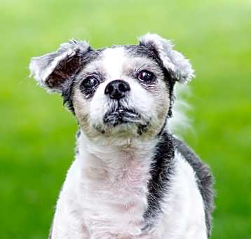 Photo of Romeo