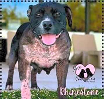 Photo of Rhinestone