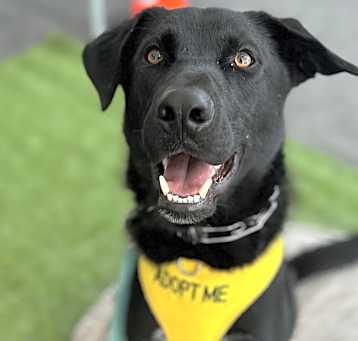 Photo of Buddy