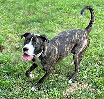 Photo of Phoebe (in foster)