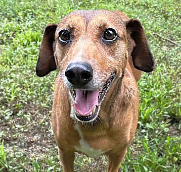 Photo of Olive