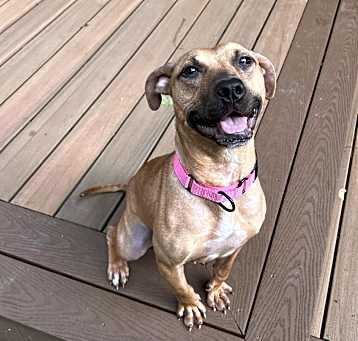 Photo of Nugget