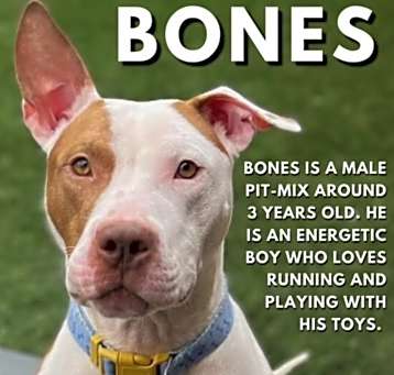 Photo of Bones