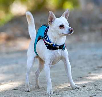 Photo of Pirate