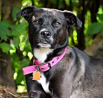 Photo of Allie-PATIENT ADOPTER