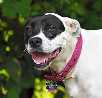 Photo of Poppy- PATIENT ADOPTER!