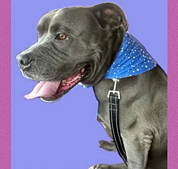Photo of Jax