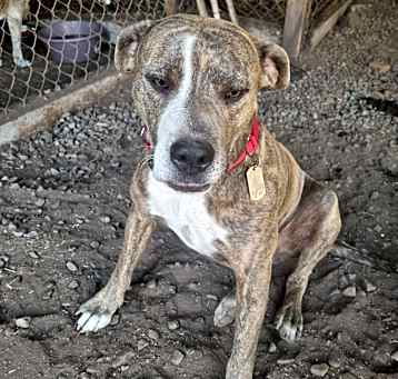Photo of Petey