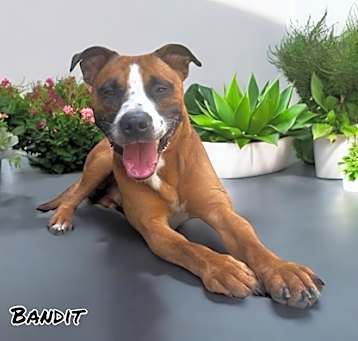 Photo of Bandit