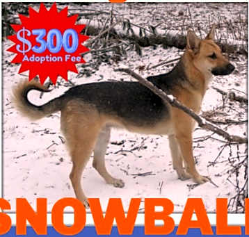 Photo of SNOWBALL - $300