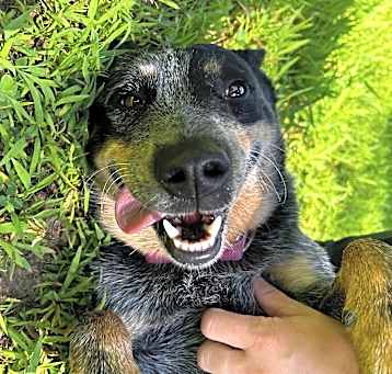 Photo of Cassandra (In Foster)