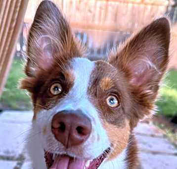 Photo of Jolie