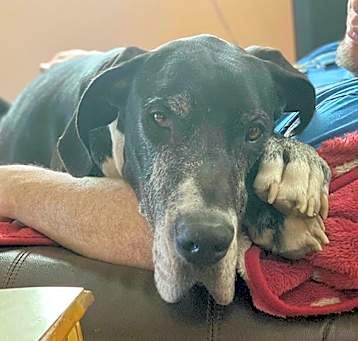 Photo of Moose