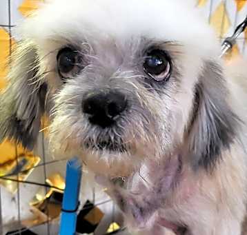Photo of DAISY
