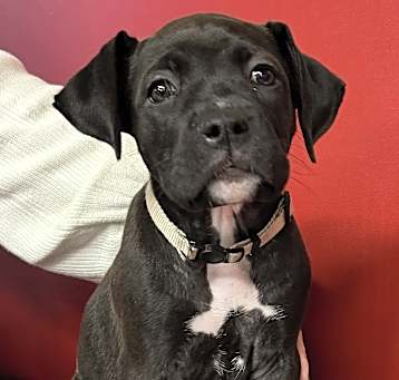 Photo of Betty Boo