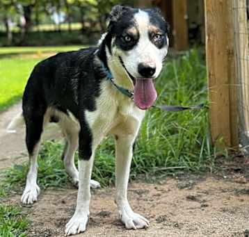 Photo of Duke