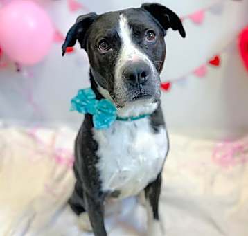 Photo of Snoopy