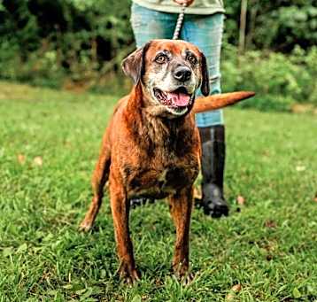 Photo of Otis