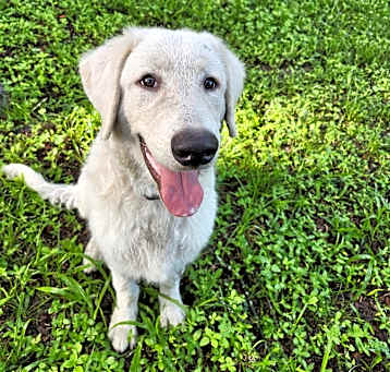 Photo of Pierogi