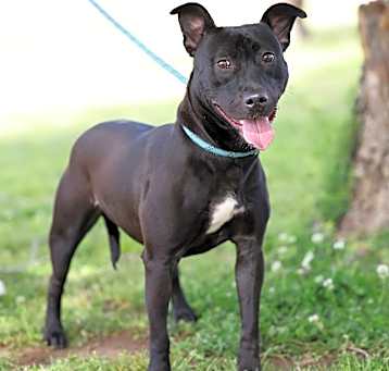 Photo of Willow