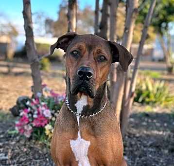 Photo of Lucy