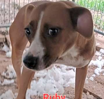 Photo of RUBY   985113008301411