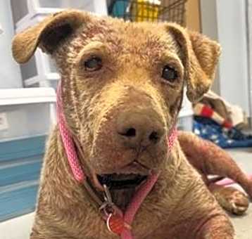 Photo of Bailey