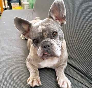 Photo of BonBon