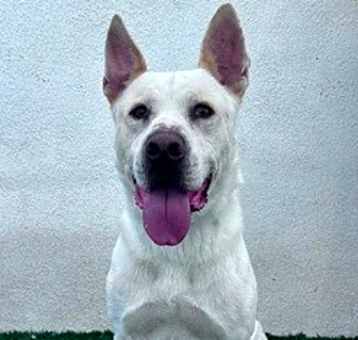 Photo of Champ