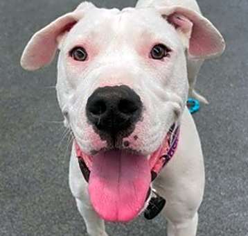 Photo of Dyna