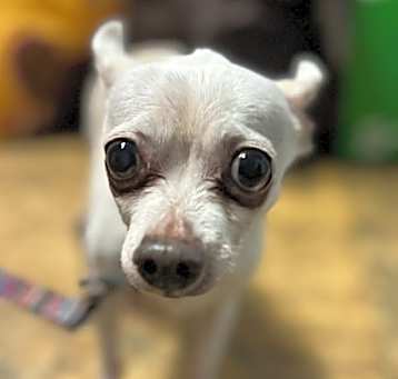 Photo of Chico