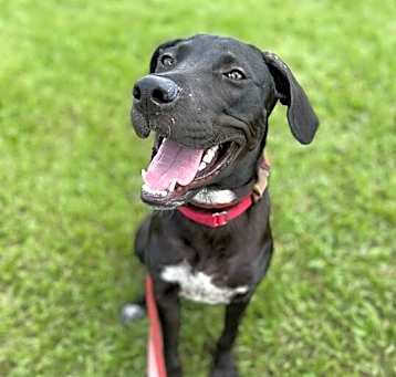 Photo of Rye (In Foster)