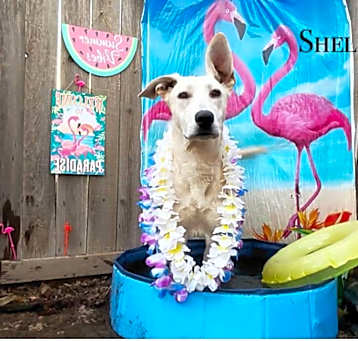 Photo of Shelby